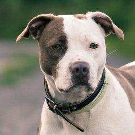 Christiane Vadnais n'a PAS été tuée par un pitbull!