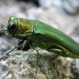 Agrile du frêne : d'autres coupes prévues à Québec