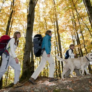 Promenades avec chien-chien