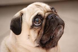 Home Alone version «Pugs»