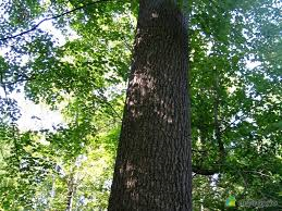 La vengeance d'un arbre