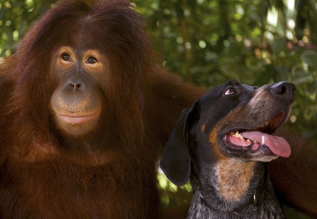 Un documentaire pour les fans démesurés des animaux comme Cath-Emmanuelle