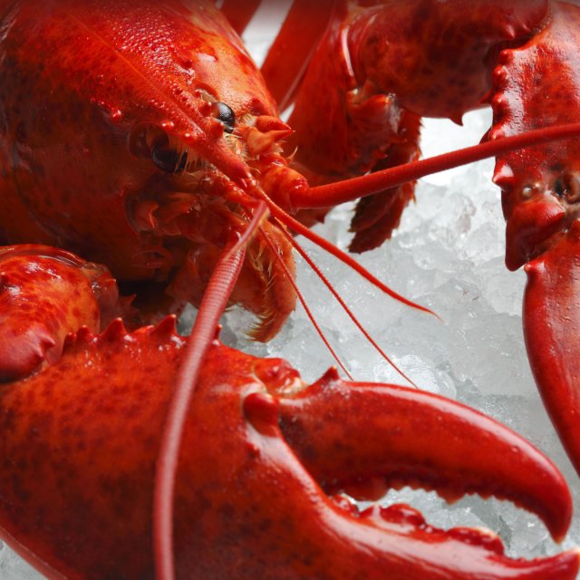 Le homard du Québec