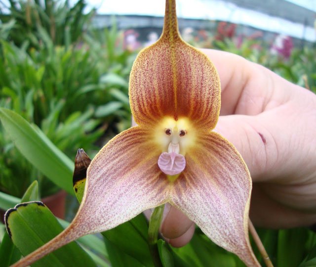 17 fleurs qui ressemblent à tout… sauf à des fleurs!