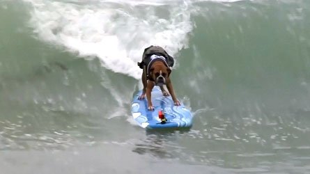 Surf canin en Californie!