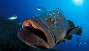 Un mérou ne fait qu'une bouchée d'un requin