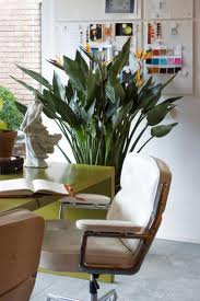 L'effet positif d'une plante dans votre bureau