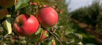 Les types de personnalités qui vont aux pommes