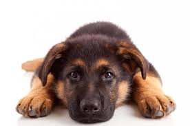 15 signes qui montrent que vous êtes un peu trop gaga avec votre chien!!