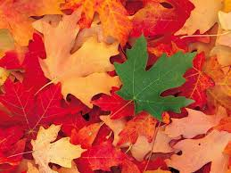 Voici pourquoi on aime l'automne!