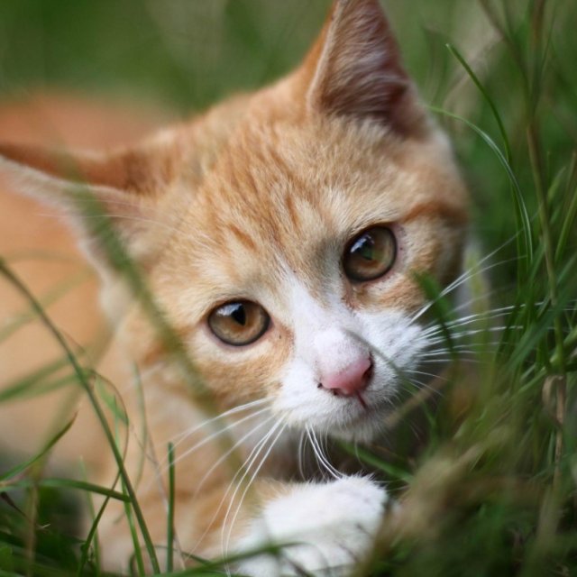 L'homme a cinq sens, le chat en a sept 