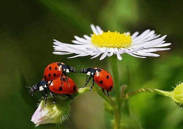 8 trucs anti coccinelles