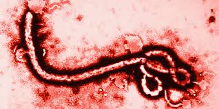 Des « toutous » Ebola...de plus ou moins bon goût...