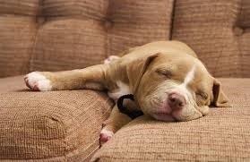 BUZZ : Dormir comme une buche !