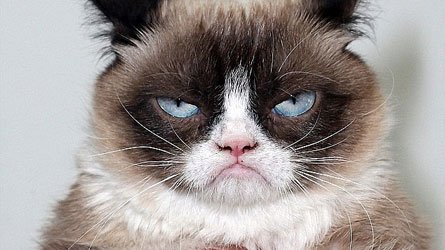 Grumpy Cat enrichit sa maîtresse de 114 millions!