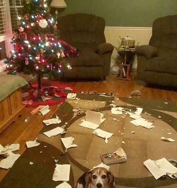 La fête de Noël vue par les chats et les chiens