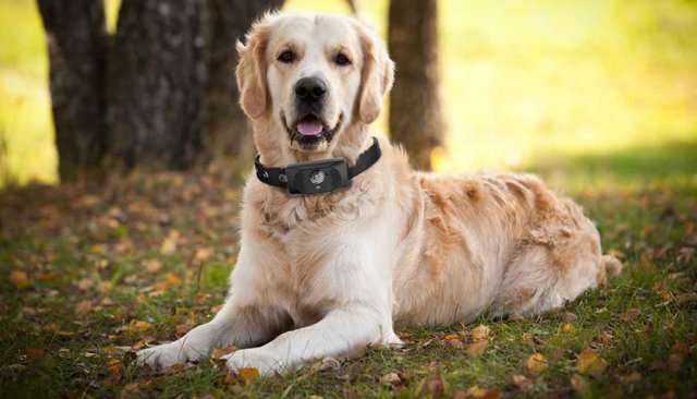 Le collier pour chien Scout 5000