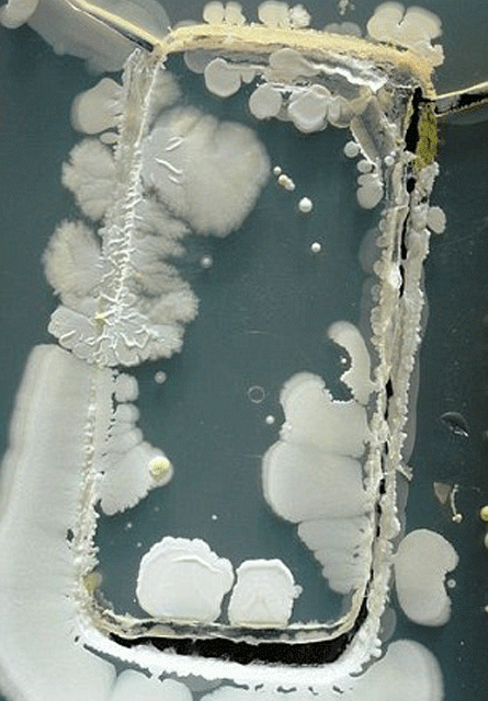 Les bactéries de votre téléphone intelligent