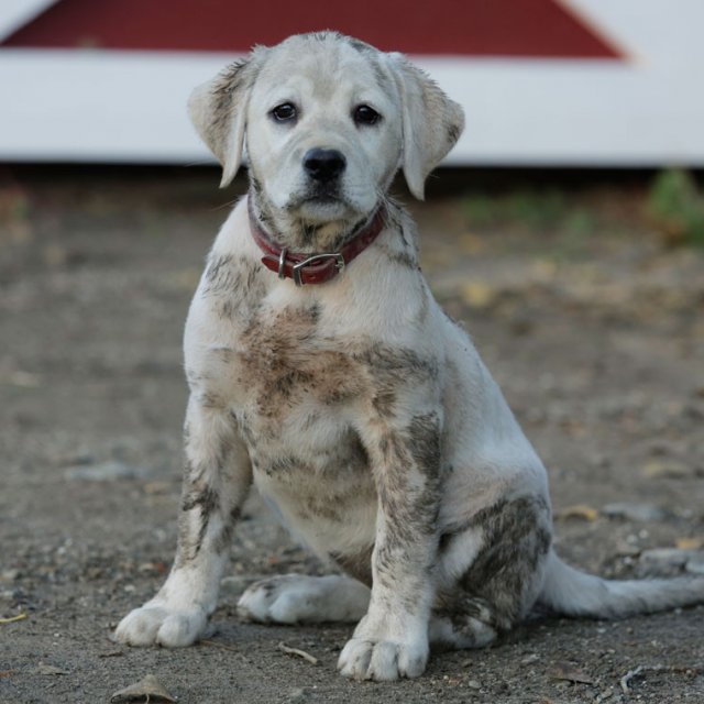 BUZZ : la pub de Budweiser pour le Superbowl