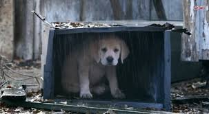 #BestBuds: Magnifique publicité signée Budweiser