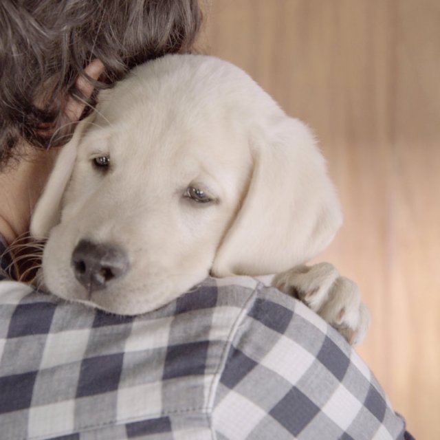 Budweiser sensibilise contre l'alcool au volant