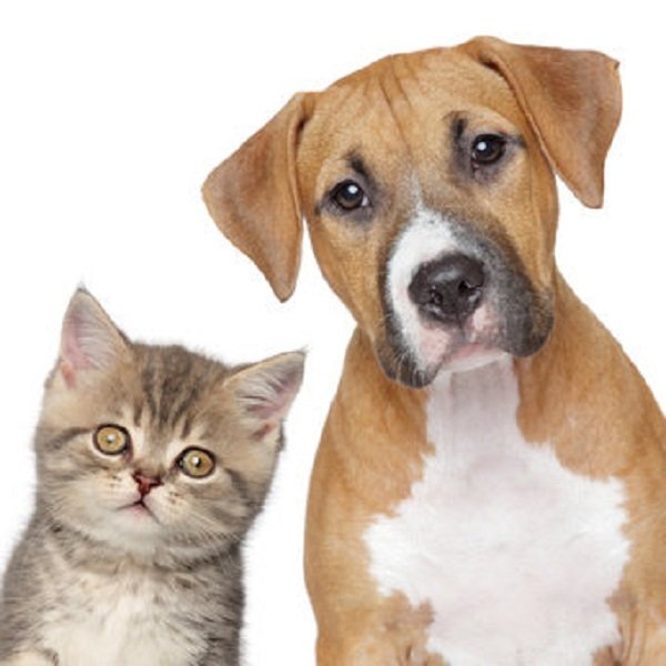 Les Québécois préfèrent les chats aux chiens