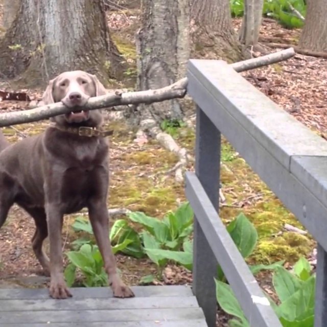 BUZZ : un chien astucieux !