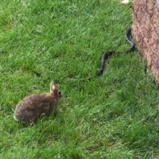 «Vidéo Buzz sympathique du jour» : Lapin VS Serpent !