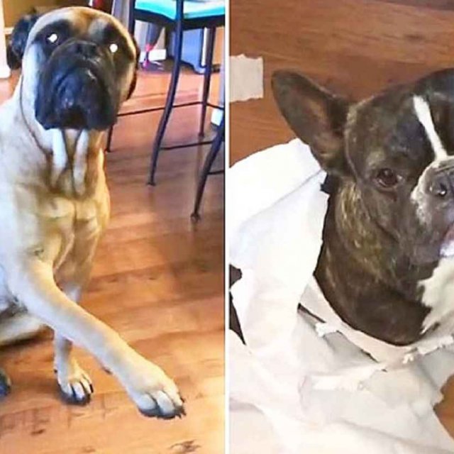 Mauvais coup: un chien dénonce son ami à quatre pattes!