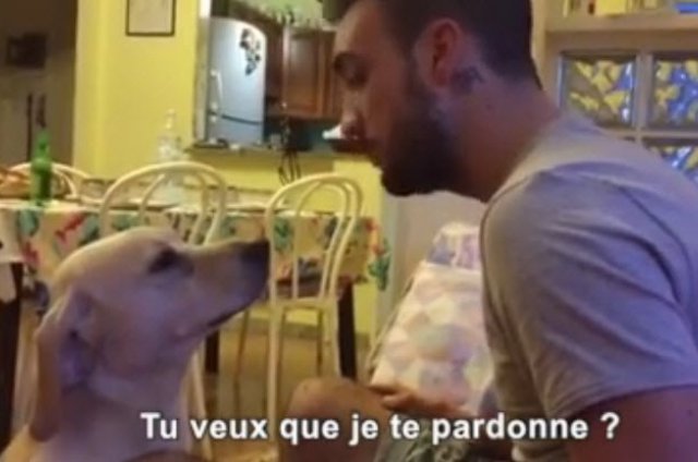Un chien trop mignon qui veut se faire pardonner