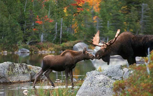 Un safari d'observation de l'orignal 