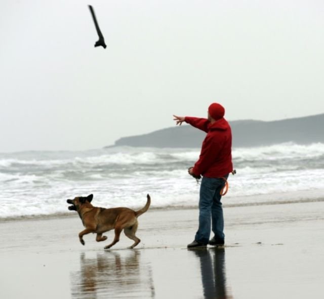 Lancer un bâton à son chien serait une mauvaise idée