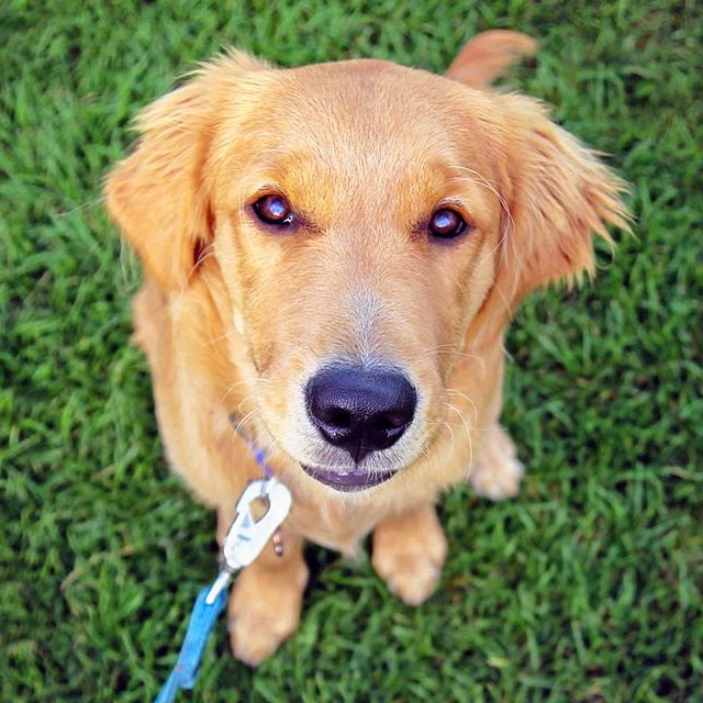 La SÉPAQ et vos toutous !