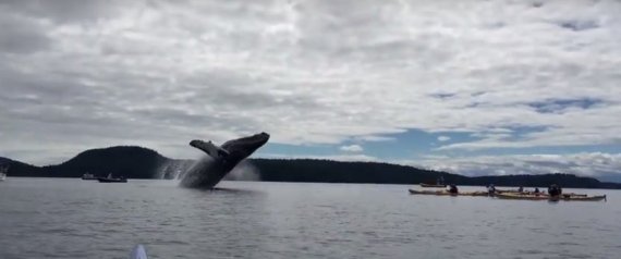 Les baleines font le buzz