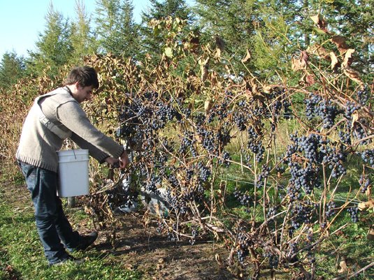 À la recherche de vendangeurs !!