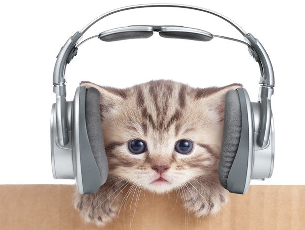 Un album de musique pour les chats!