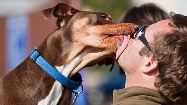 Voici pourquoi vous ne devriez jamais laisser votre chien vous lécher le visage