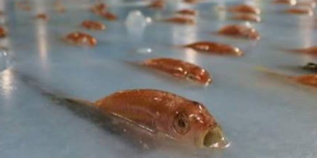 Une patinoire construite sur 5000 poissons morts