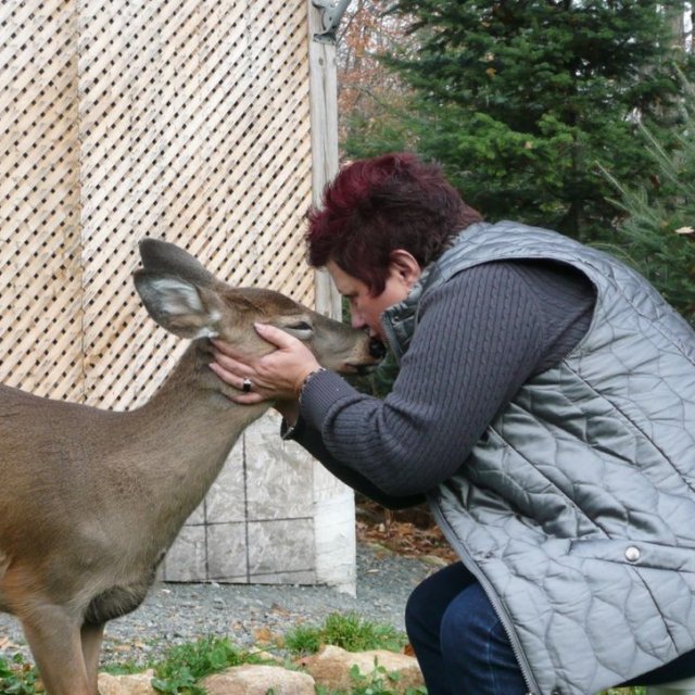 Un couple des Laurentides coupable d'avoir sauvé un animal sauvage