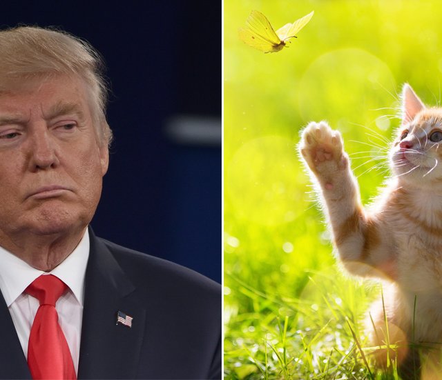 Remplacer Trump par des chatons sur le web!