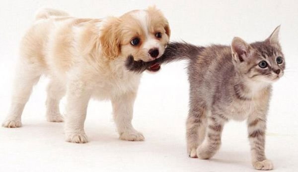 Plus de 2 millions de chats au Québec!