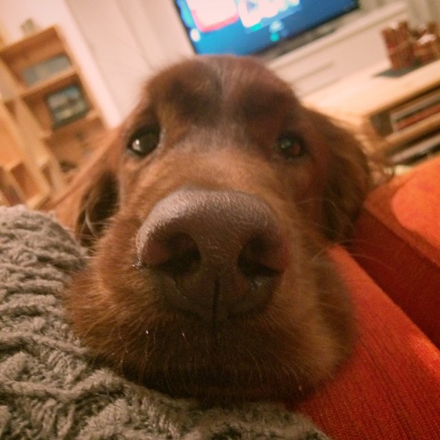 Les toutous favoris des Canadiens sont... ?