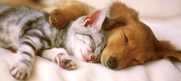 Les rêves de nos animaux de compagnie