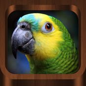 Bird Calls and Sounds : l'application pour reconnaître les oiseaux