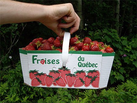 Les fraises de l'île d'Orléans sont arrivées! 
