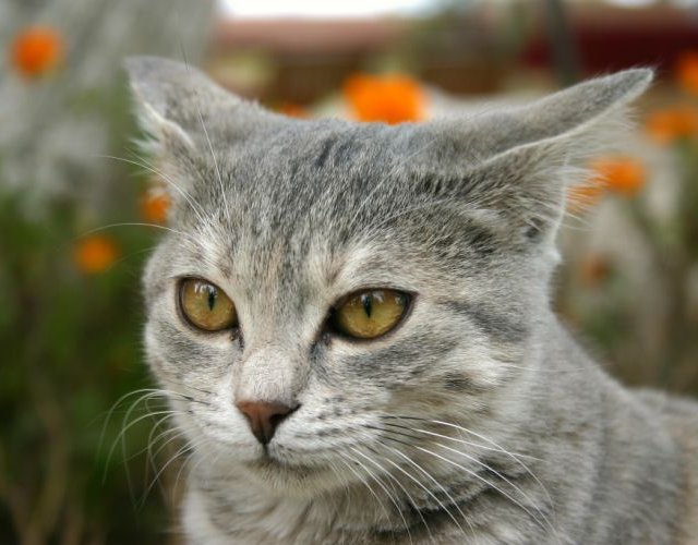 Pour la journée mondiale des chats, voici des faits incroyables concernant nos amis félins!