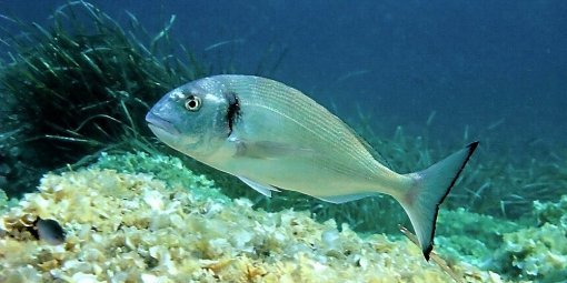 L'importance de donner de l'amour à son poisson rouge!