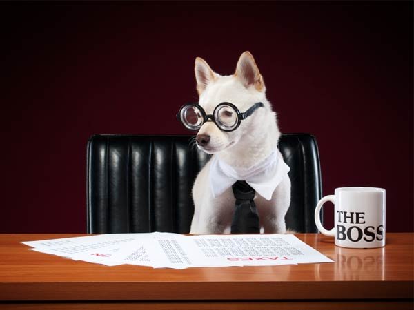 Apporter son chien au bureau