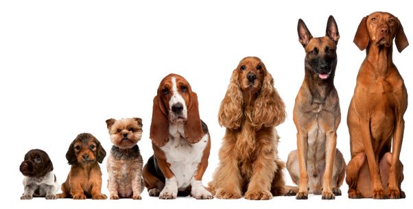 Les noms de chien les plus populaires au Canada en 2018 