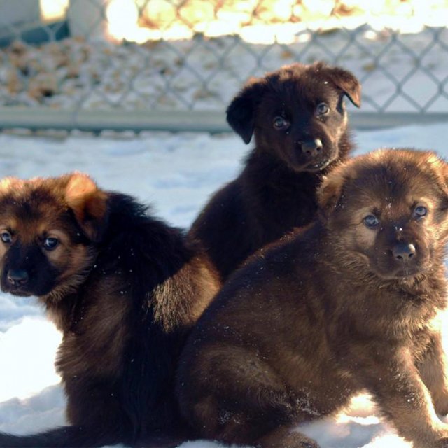 Le concours «Nomme le chiot 2019» de la GRC 